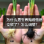 为什么男生养狗后性格变软了?怎么调整?(图3) 为什么男生养狗后性格变软了?怎么调整?(图3)