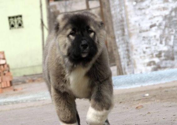 高加索地区的防疫针接种情况及挑战（探究高加索地区的主要防疫针种类和影响因素）(图3)