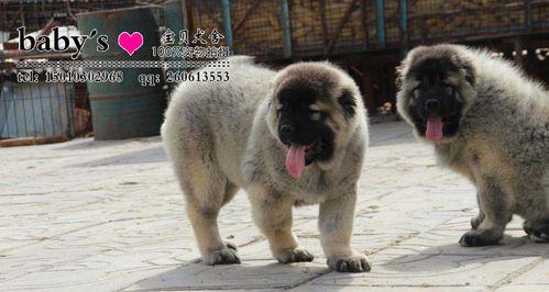 高加索地区的防疫针接种情况及挑战（探究高加索地区的主要防疫针种类和影响因素）(图1)